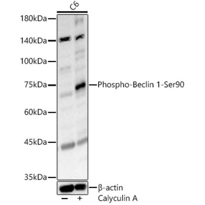 Phospho-Beclin 1-Ser90 Rabbit Polyclonal Antibody