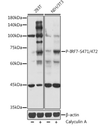 Phospho-IRF7-S471/472 Rabbit Polyclonal Antibody