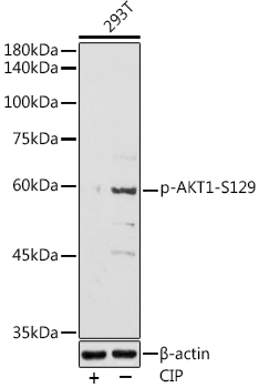 Phospho-AKT1-S129 Rabbit Polyclonal Antibody