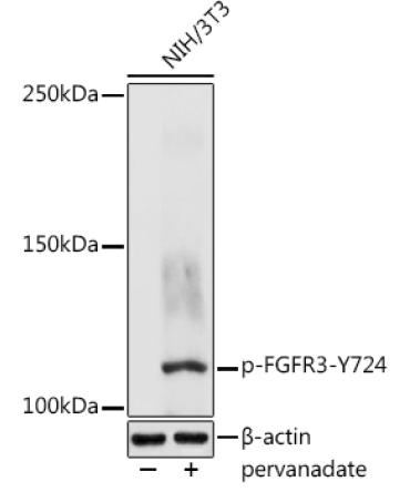 Phospho-FGFR3-Y724 Rabbit Polyclonal Antibody