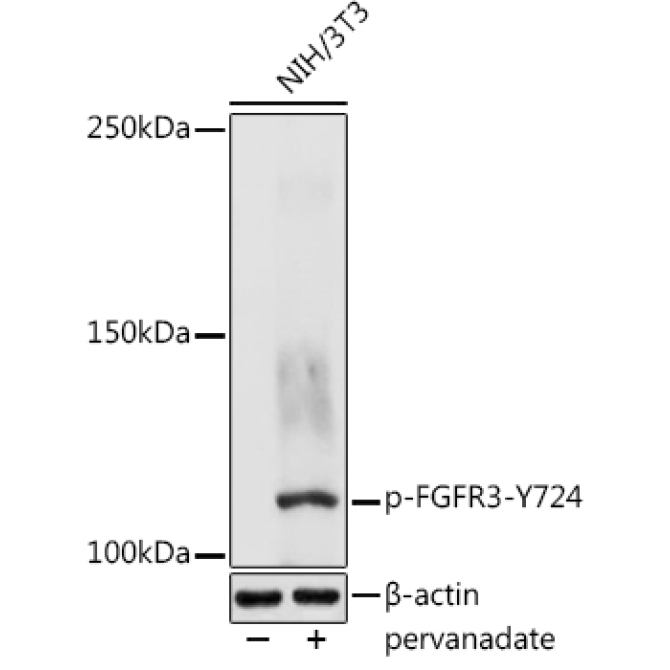 Phospho-FGFR3-Y724 Rabbit Polyclonal Antibody