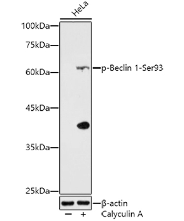 Phospho-Beclin 1-Ser93 Rabbit Polyclonal Antibody