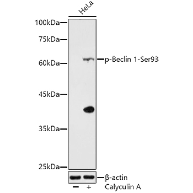 Phospho-Beclin 1-Ser93 Rabbit Polyclonal Antibody