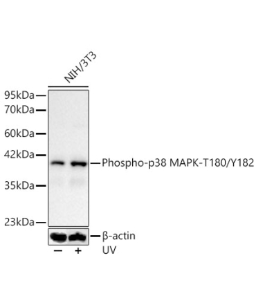 Phospho-p38 MAPK-T180/Y182 Rabbit Polyclonal Antibody