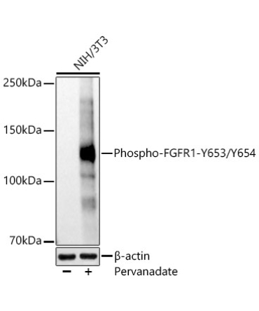 Phospho-FGFR1-Y653/Y654 Rabbit Polyclonal Antibody