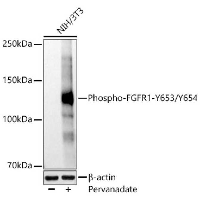 Phospho-FGFR1-Y653/Y654 Rabbit Polyclonal Antibody