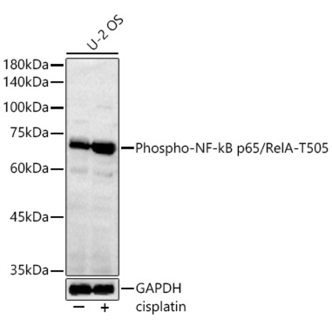 Phospho-NF-kB p65/RelA-T505 Rabbit Polyclonal Antibody