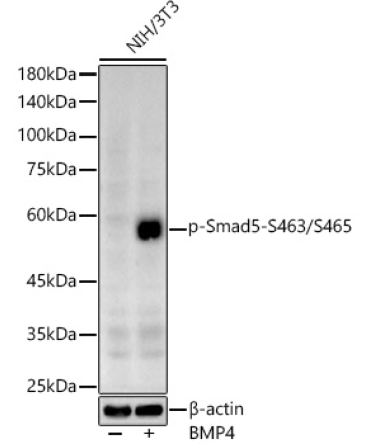 Phospho-Smad5-S463/S465 Rabbit Polyclonal Antibody