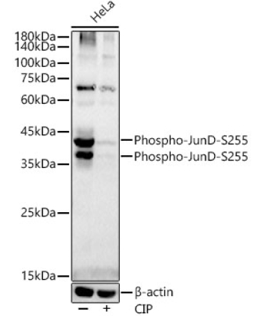 Phospho-JunD-S255 Rabbit Monoclonal Antibody