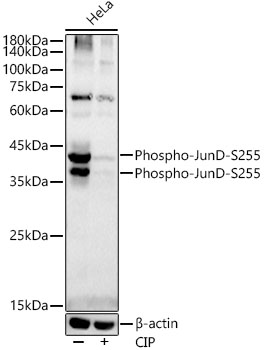 Phospho-JunD-S255 Rabbit Monoclonal Antibody