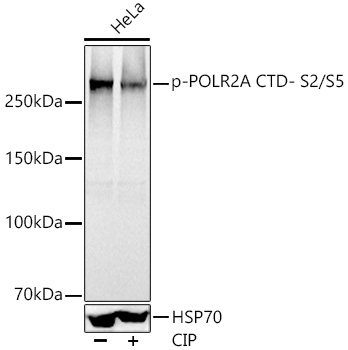 Phospho-POLR2A CTD- S2/S5 Rabbit Polyclonal Antibody