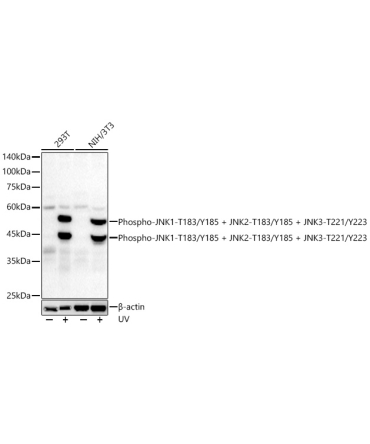 Phospho-JNK1-T183/Y185 + JNK2-T183/Y185 + JNK3-T221/Y223 Rabbit Monoclonal Antibody