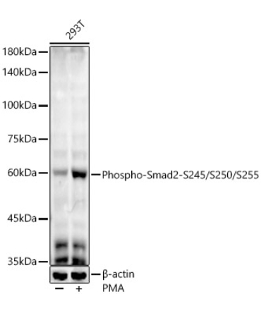 Phospho-Smad2-S245/S250/S255 Rabbit Monoclonal Antibody