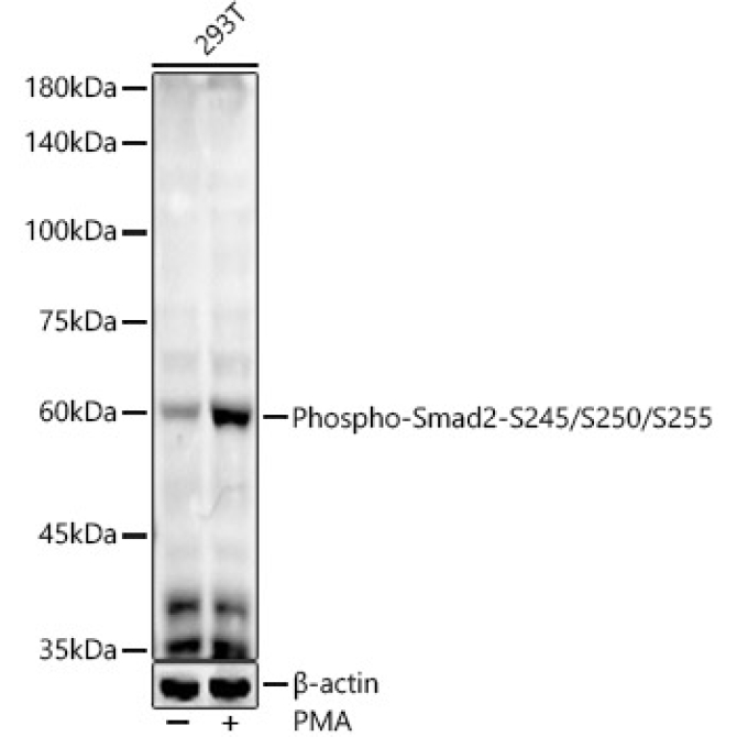 Phospho-Smad2-S245/S250/S255 Rabbit Monoclonal Antibody