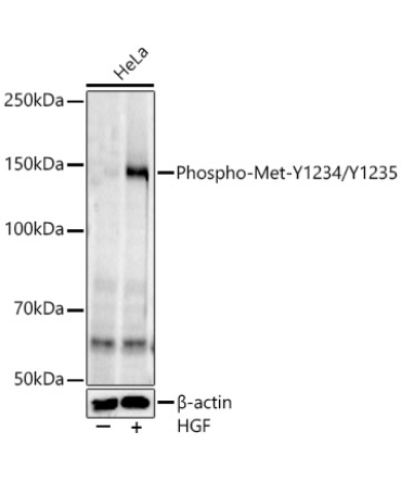 Phospho-Met-Y1234/Y1235 Rabbit Monoclonal Antibody