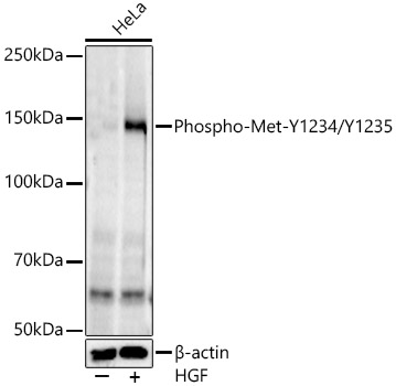 Phospho-Met-Y1234/Y1235 Rabbit Monoclonal Antibody