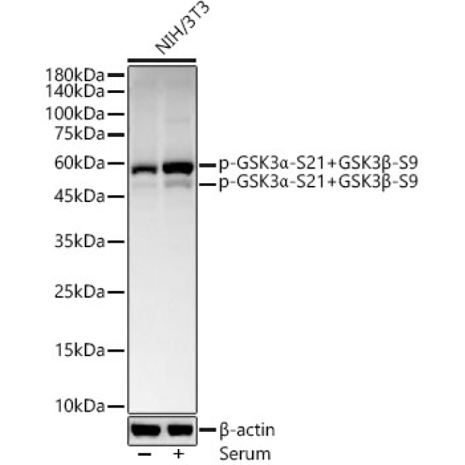 Phospho-GSK3Alpha-S21+GSK3Beta-S9 Rabbit Monoclonal Antibody