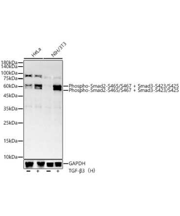 Phospho-Smad2-S465/S467 + Smad3-S423/S425 Rabbit Monoclonal Antibody