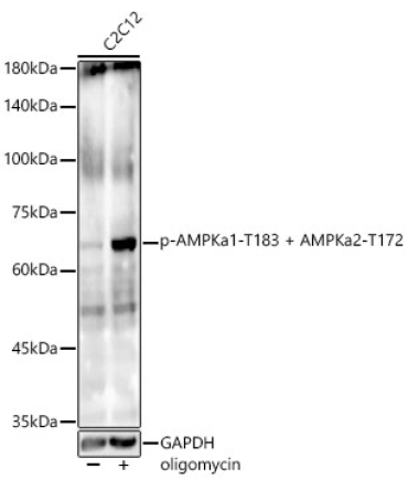 Phospho-AMPKa1-T183 + AMPKa2-T172 Rabbit Monoclonal Antibody