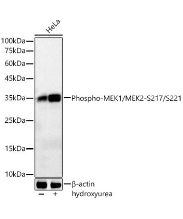 Phospho-CDK1-Y15 Rabbit Monoclonal Antibody