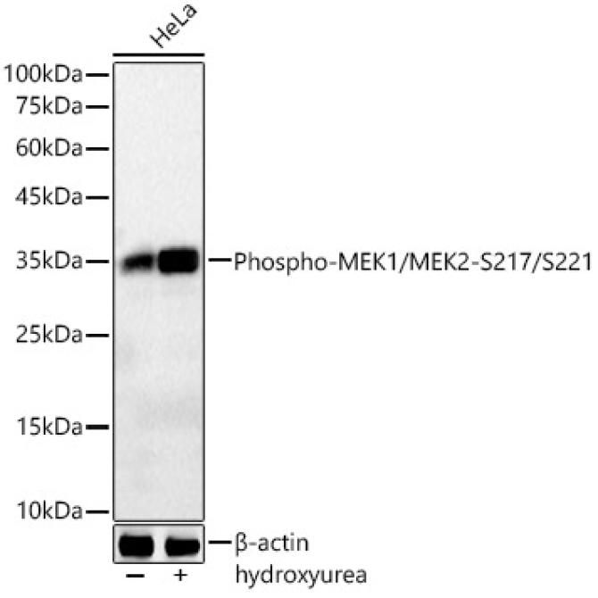 Phospho-CDK1-Y15 Rabbit Monoclonal Antibody