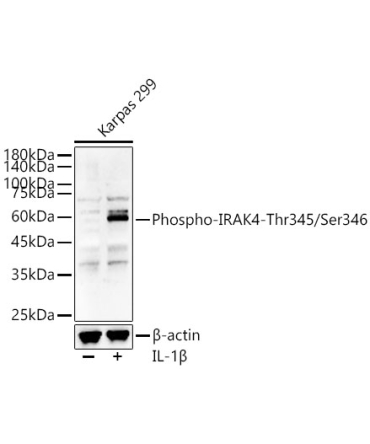 Phospho-IRAK4-Thr345/Ser346 Rabbit Polyclonal Antibody