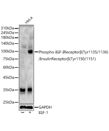 Phospho-IGF-IReceptorBeta(Tyr1135/1136)/InsulinReceptorBeta(Tyr1150/1151) Rabbit Polyclonal Antibody