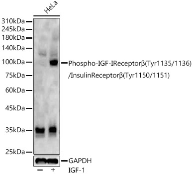 Phospho-IGF-IReceptorBeta(Tyr1135/1136)/InsulinReceptorBeta(Tyr1150/1151) Rabbit Polyclonal Antibody