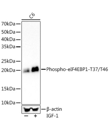 Phospho-eIF4EBP1-T37/T46 Rabbit Monoclonal Antibody