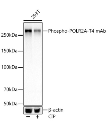 Phospho-POLR2A-T4 Monoclonal Antibody