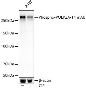 Phospho-POLR2A-T4 Monoclonal Antibody