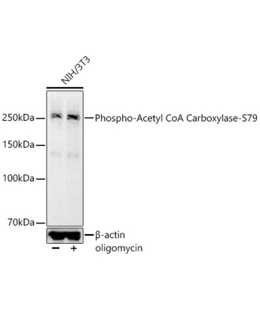 Phospho-Acetyl CoA Carboxylase-S79 Rabbit Monoclonal Antibody