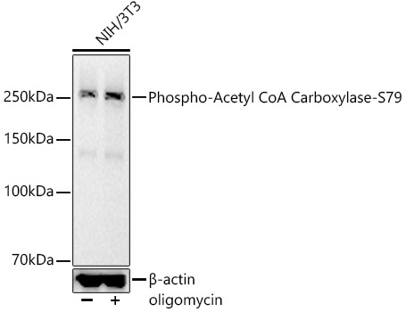 Phospho-Acetyl CoA Carboxylase-S79 Rabbit Monoclonal Antibody