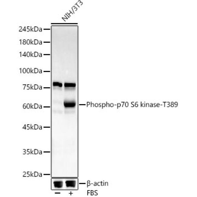 Phospho-p70 S6 kinase-T389 Rabbit Monoclonal Antibody
