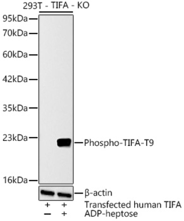 Phospho-TIFA-T9 Rabbit Polyclonal Antibody