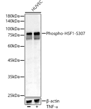 Phospho-HSF1-S307 Rabbit Polyclonal Antibody