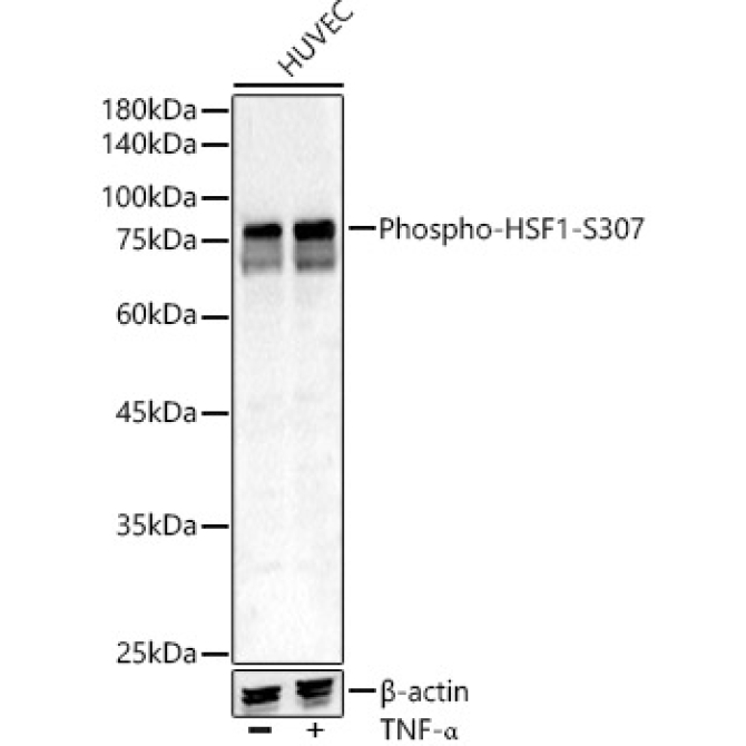 Phospho-HSF1-S307 Rabbit Polyclonal Antibody