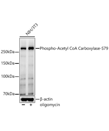 Phospho-Acetyl CoA Carboxylase-S79 Rabbit Polyclonal Antibody