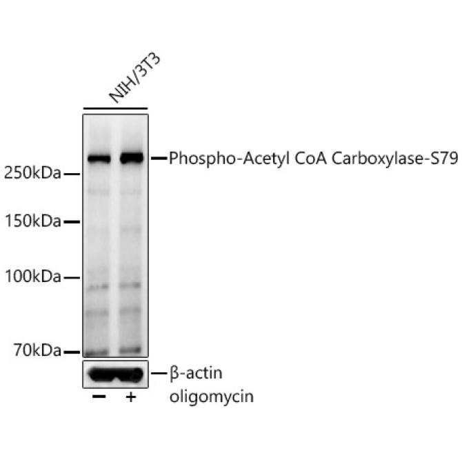 Phospho-Acetyl CoA Carboxylase-S79 Rabbit Polyclonal Antibody