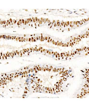 Phospho-CREB1-S133 Rabbit Monoclonal Antibody