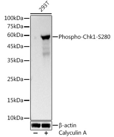 Phospho-Chk1-S280 Rabbit Monoclonal Antibody