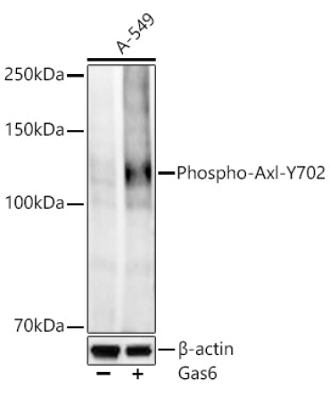Phospho-Axl-Y702 Rabbit Monoclonal Antibody