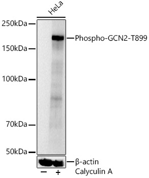 Phospho-GCN2-T899 Rabbit Polyclonal Antibody