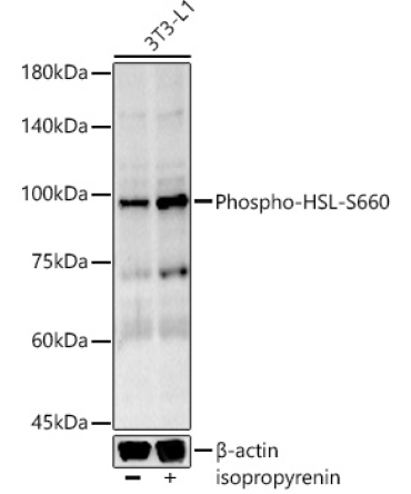 Phospho-HSL-S660 Rabbit Monoclonal Antibody