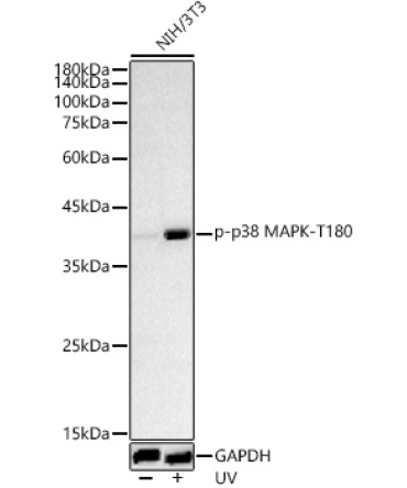 Phospho-p38 MAPK-T180 Rabbit Polyclonal Antibody