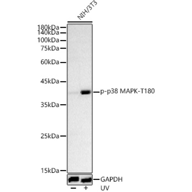 Phospho-p38 MAPK-T180 Rabbit Polyclonal Antibody