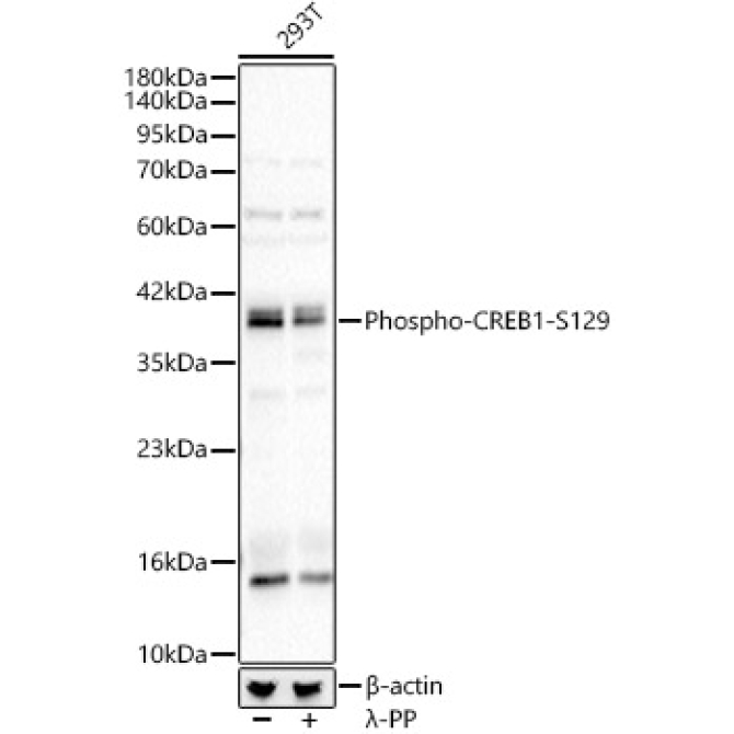 Phospho-CREB1-S129 Rabbit Polyclonal Antibody