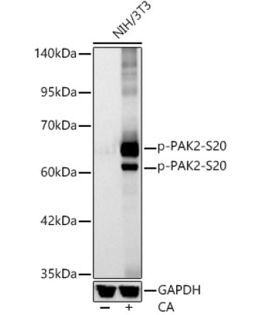 Phospho-PAK2-S20 Rabbit Monoclonal Antibody