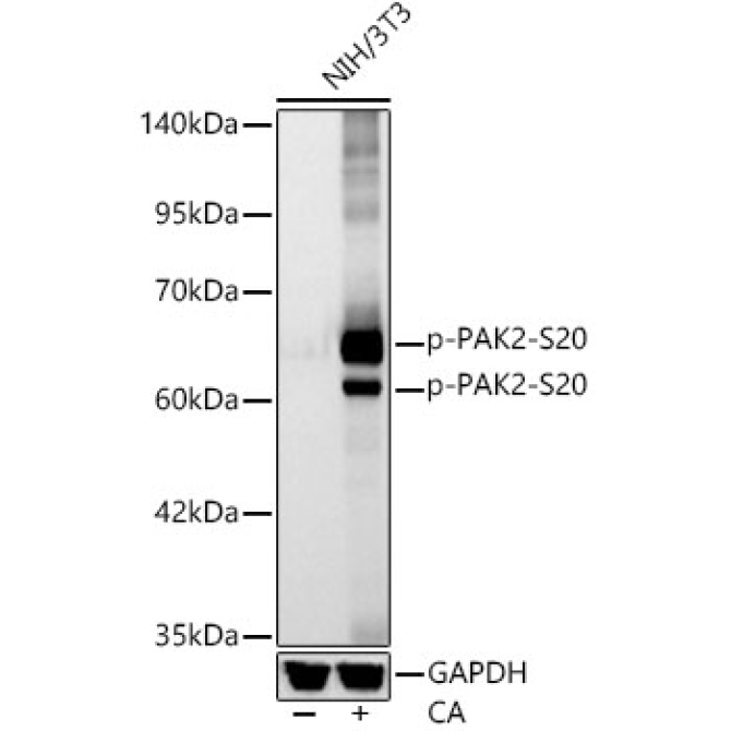 Phospho-PAK2-S20 Rabbit Monoclonal Antibody