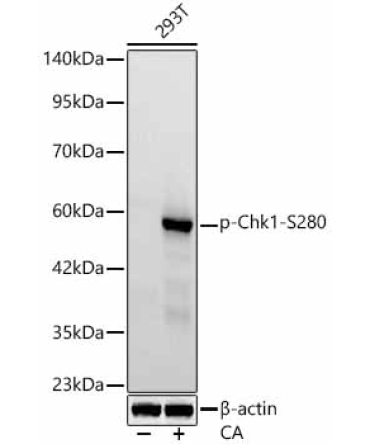 Phospho-Chk1-S280 Rabbit Monoclonal Antibody